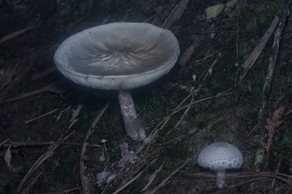 Inedible Wild Mushroom Plantation —  Fotos de Stock