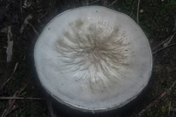 Inedible Wild Mushroom Plantation — 图库照片