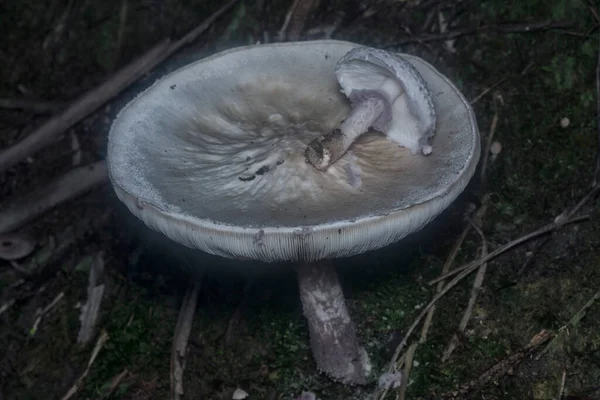 Inedible Wild Mushroom Plantation — Stock Fotó