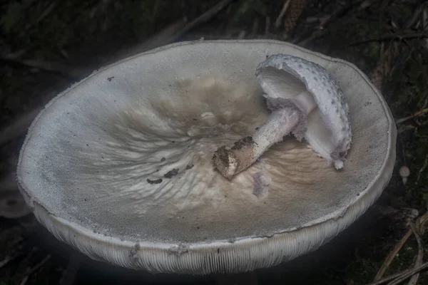 Inedible Wild Mushroom Plantation — Fotografia de Stock