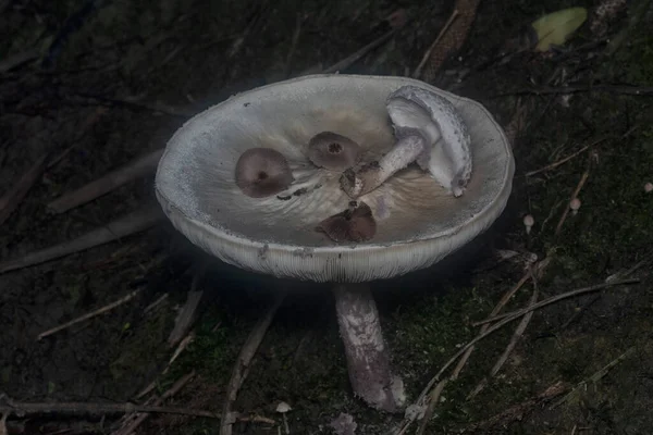 Inedible Wild Mushroom Plantation — Fotografia de Stock