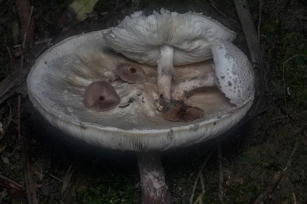 Inedible Wild Mushroom Plantation — Zdjęcie stockowe