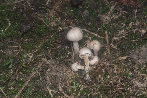 Inedible Wild Mushroom Plantation — Stock fotografie