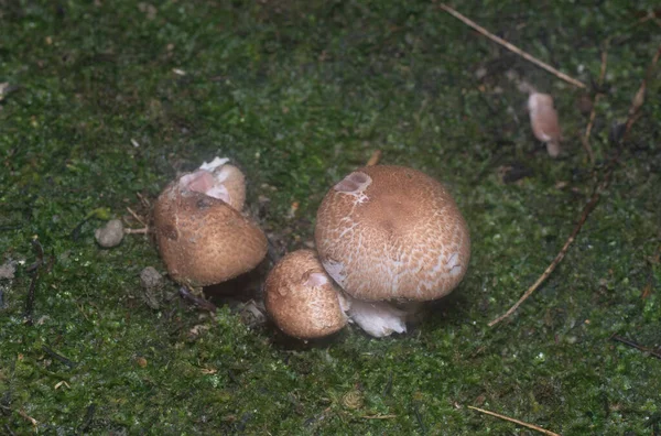 Inedible Wild Mushroom Plantation — Stock Fotó