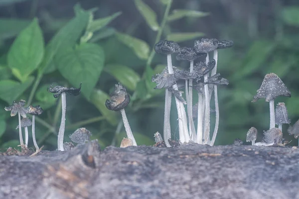 Inedible Wild Mushroom Plantation — Stockfoto