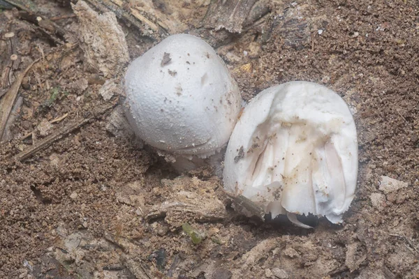 Inedible Wild Mushroom Plantation — ストック写真