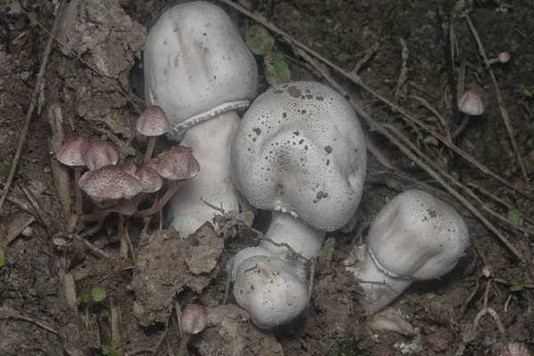 Inedible Wild Mushroom Plantation — Stock Photo, Image