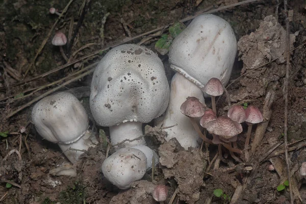 Inedible Wild Mushroom Plantation — Stock Photo, Image