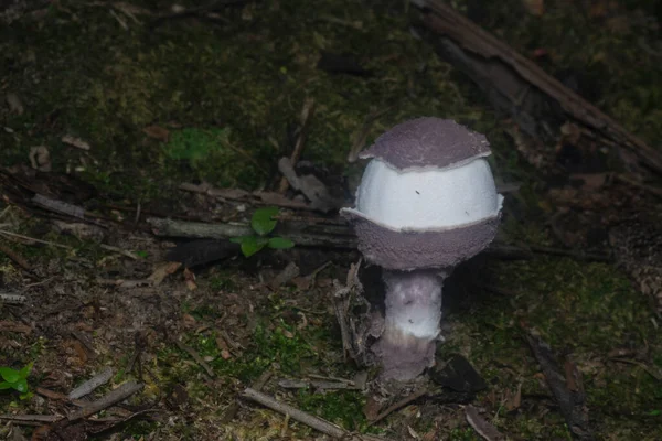 Inedible Wild Mushroom Plantation — Foto Stock