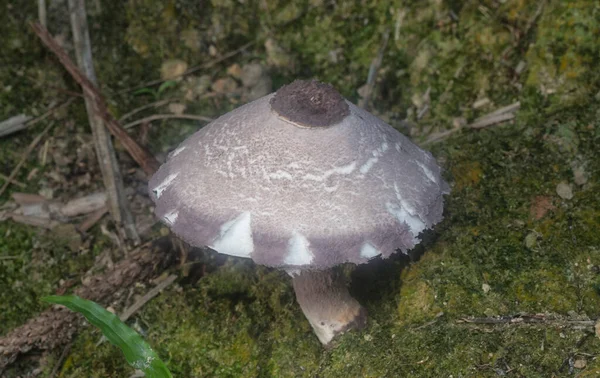 Inedible Wild Mushroom Plantation — Zdjęcie stockowe