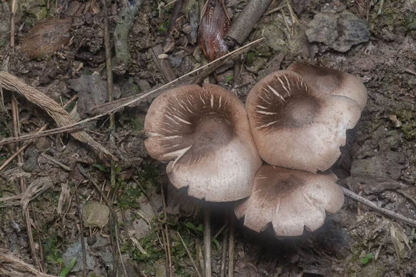 Inedible Wild Mushroom Plantation — Stockfoto