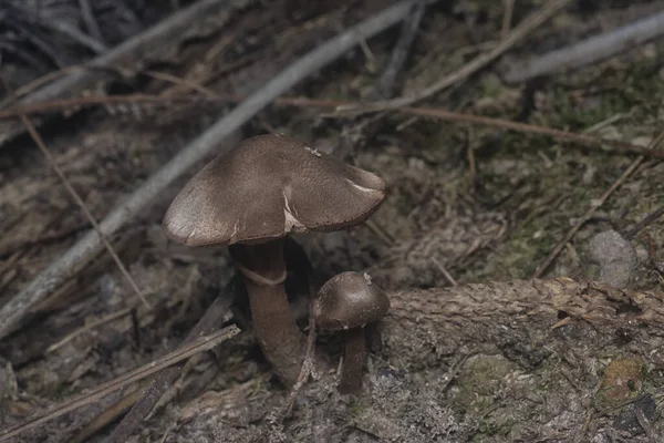 Inedible Wild Mushroom Plantation — Stockfoto