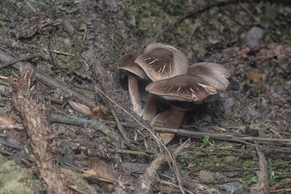 Inedible Wild Mushroom Plantation — Stock Photo, Image