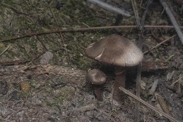 Inedible Wild Mushroom Plantation — Fotografia de Stock