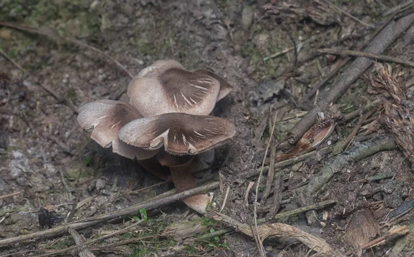 Inedible Wild Mushroom Plantation — Foto de Stock