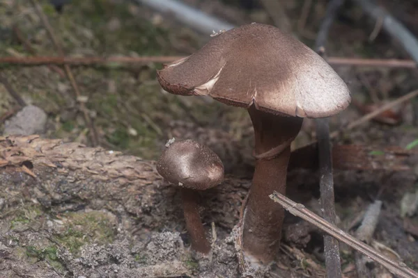 Inedible Wild Mushroom Plantation — Photo