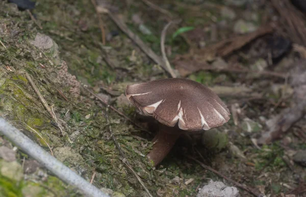 Inedible Wild Mushroom Plantation — Stock Fotó