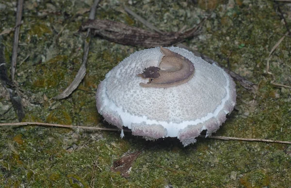 Inedible Wild Mushroom Plantation — Foto Stock