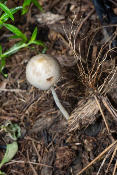 Inedible Wild Mushroom Plantation — Photo