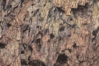 closeup shot of the decaying wood texture of oil palm tree.