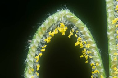 extreme closeup with the tiny paspalum weed grass flower.