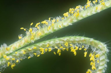 extreme closeup with the tiny paspalum weed grass flower.