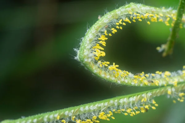 Extreme Closeup Tiny Paspalum Weed Grass Flower —  Fotos de Stock