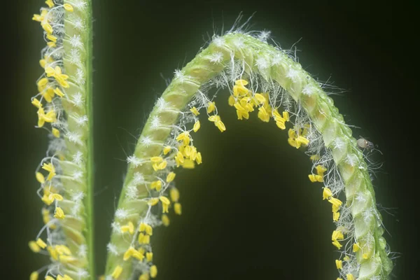 Extreme Closeup Tiny Paspalum Weed Grass Flower — Fotografia de Stock