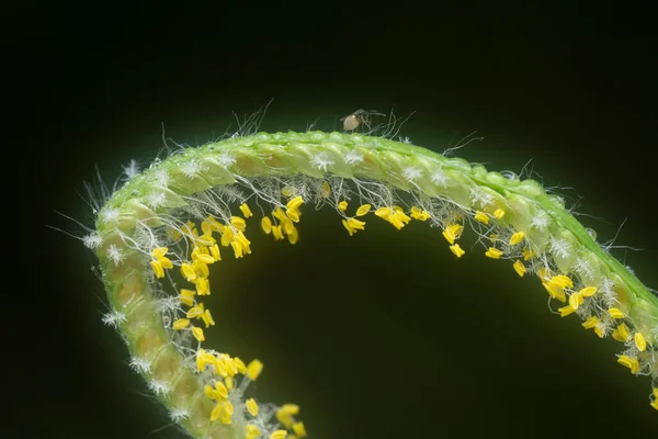 Extreme Closeup Tiny Paspalum Weed Grass Flower — Stock fotografie