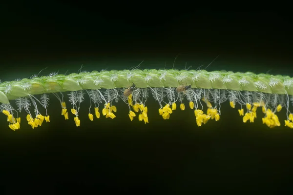 Extreme Closeup Tiny Paspalum Weed Grass Flower — 图库照片