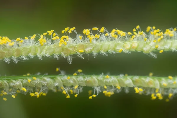 Extreme Closeup Tiny Paspalum Weed Grass Flower — Foto Stock