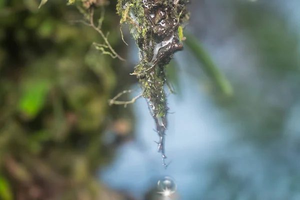 Closeup Shot Waterdrop Hanging Mossy Stem — 图库照片