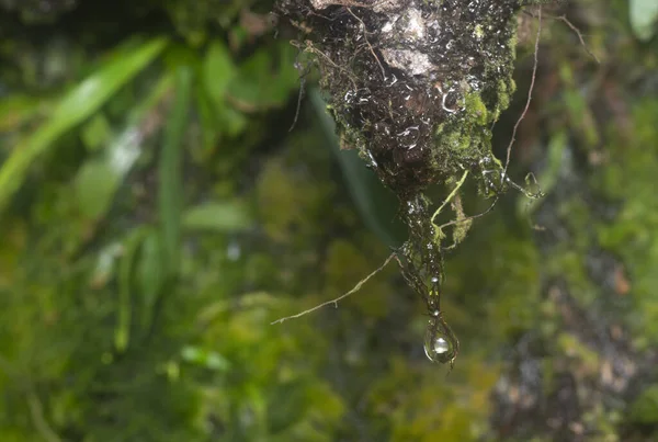 Closeup Shot Waterdrop Hanging Mossy Stem — Zdjęcie stockowe