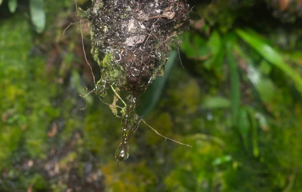Closeup Shot Waterdrop Hanging Mossy Stem — Foto Stock