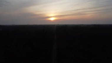 early morning scenery along the plantation road 