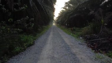 early morning scenery along the plantation road 