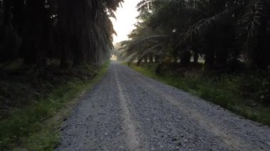 early morning scenery along the plantation road 