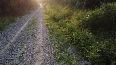 early morning scenery along the plantation road 