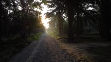 early morning scenery along the plantation road 