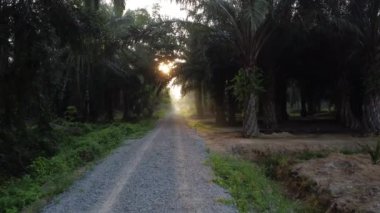 early morning scenery along the plantation road 
