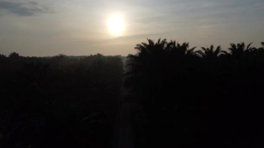 early morning scenery along the plantation road 