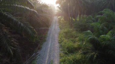 early morning scenery along the plantation road 