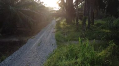 early morning scenery along the plantation road 