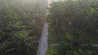 early morning scenery along the plantation road 