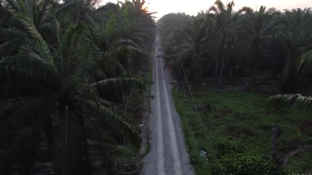 Early Morning Scenery Plantation Road — 비디오