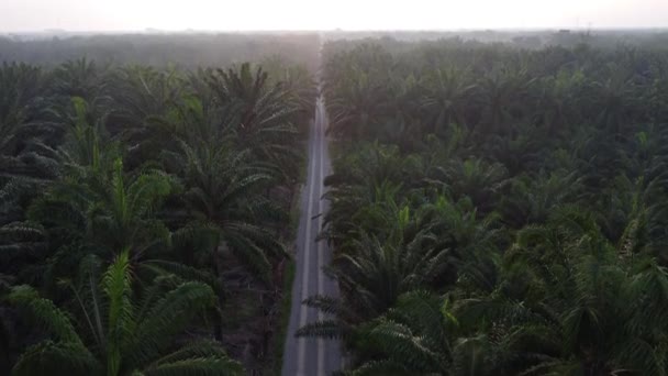 Early Morning Scenery Plantation Road — Stock video