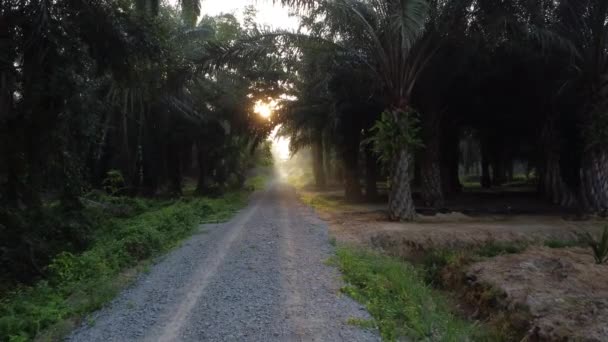 Early Morning Scenery Plantation Road — Stock video
