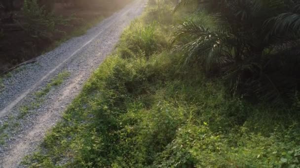 Early Morning Scenery Plantation Road — Stockvideo