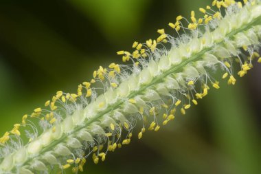 extreme closeup with the tiny paspalum weed grass flower.