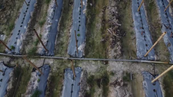 Bamboo Poles Tied Fine Metal Wire String Creeping Vine Plant — Vídeo de Stock